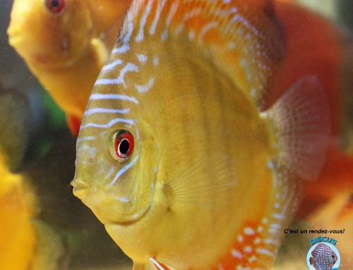 Discus Red Arlenquer