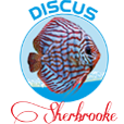 Discus Sherbrooke